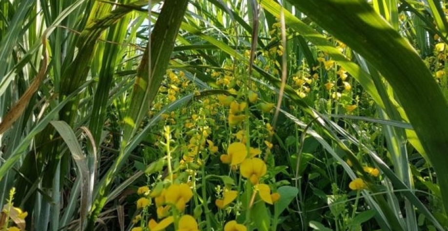 Técnica pode ser adotada em canaviais colhidos a partir de agosto e que não apresentam certas restrições. Foto: Divulgação Júlio Campanhão