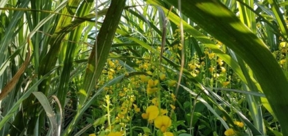 Crotalaria spectabilis vitamina a cana-soca
