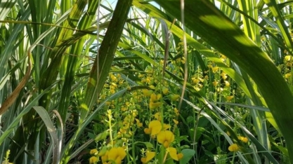 Crotalaria spectabilis vitamina a cana-soca