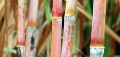 Cana papaia: consistência de mamão, mais produção de etanol