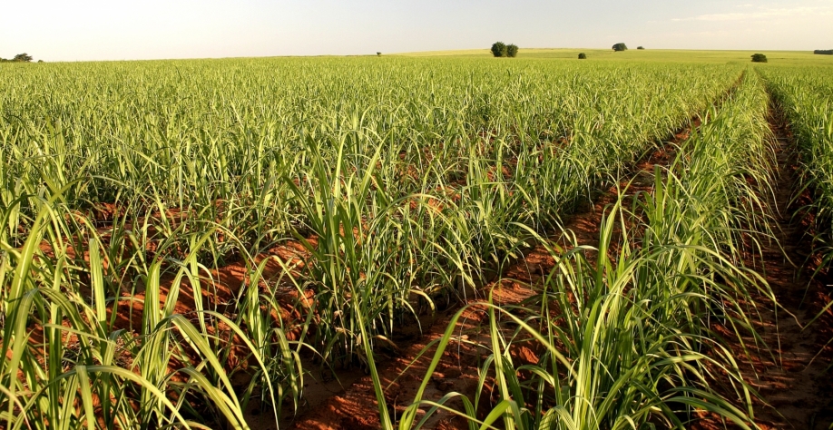 Através dessa técnica, algumas usinas têm conseguido 1,3 cortes a mais. Foto: Arquivo CanaOnline