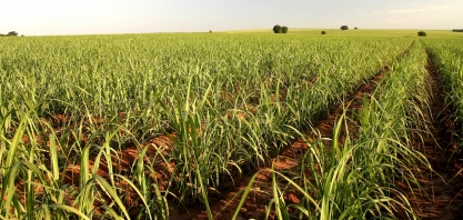 Produtos atuam na microbiota do solo e estimulam sistema radicular da cana