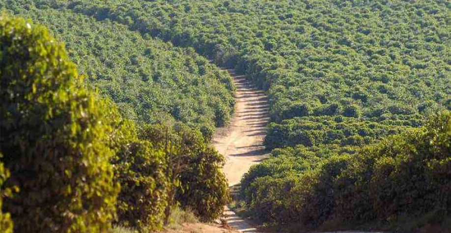 Café em Minas liderou geração de oportunidades com carteira, seguido de outras culturas, do comércio e da construção civil(foto: Beto Magalhães/EM/D.A Press 8/7/11)