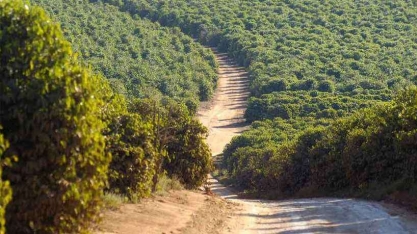 Lavouras em Minas seguram emprego na colheita a pleno fôlego