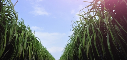Etanol ajudou a evitar a emissão de 4,2 mi de toneladas de CO2 em 2018 em MG 