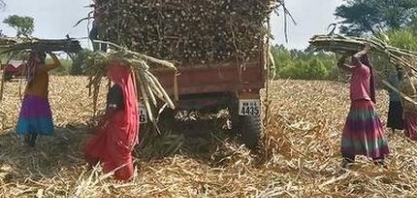 Índia investiga casos de extirpação de útero em cortadoras de cana