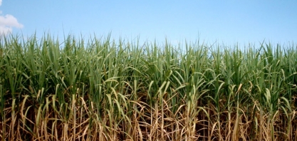 Irrigação localizada eleva produtividade média do canavial