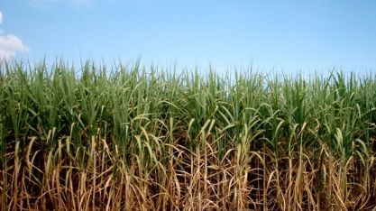 Irrigação localizada eleva produtividade média do canavial