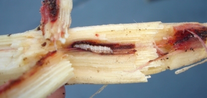 Inscrições abertas para o maior seminário do mundo sobre controle de pragas da cana-de-açúcar