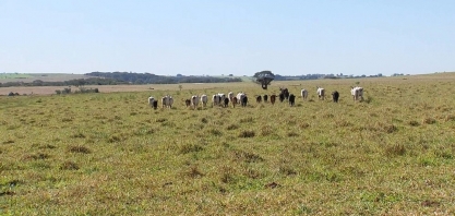 Pastagens cedem espaços para lavouras 