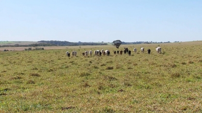 Pastagens cedem espaços para lavouras 