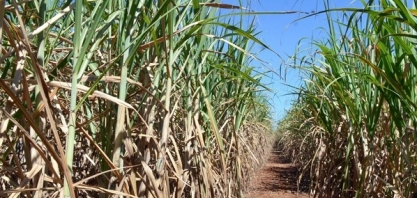 Previsão de Safra: condições climáticas afetam a produção de grãos e cana-de-açúcar, laranja se recupera