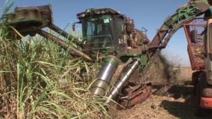 Milho e petróleo em trajetórias opostas inibem alta do açúcar