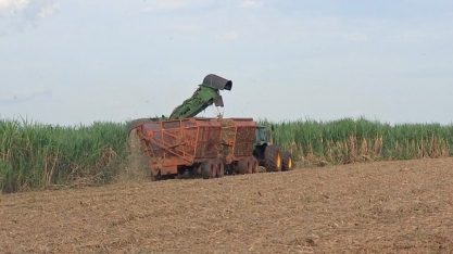 Produtores da região noroeste paulista estão otimistas com a safra da cana deste ano