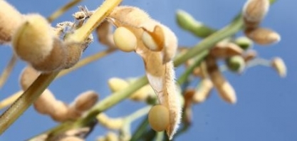 Plano Safra é adiado e Congresso tem três semanas para destravar recursos