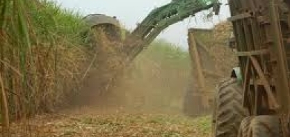 Cana: Usinas do Centro-Sul processam 44,013 mi de t na 2ª quinzena de maio