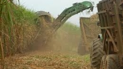 Cana: Usinas do Centro-Sul processam 44,013 mi de t na 2ª quinzena de maio