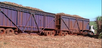 Produtores de São Paulo comemoram boa safra da cana