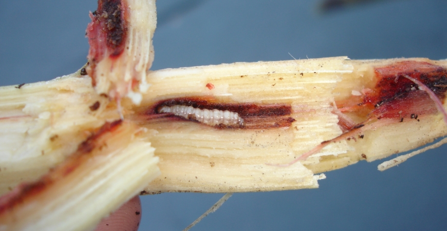 Lagarta abre no colmo da cana galerias de baixo para cima - longitudinais ou transversais