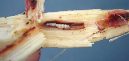 Apesar da grande perda provocada pela broca-da-cana, apenas um terço do mercado adota algum método de controle