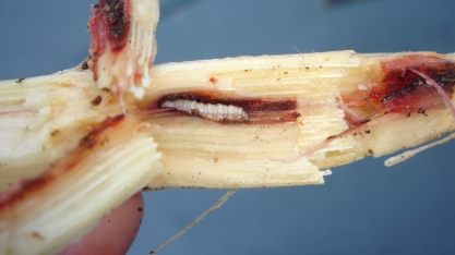 Apesar da grande perda provocada pela broca-da-cana, apenas um terço do mercado adota algum método de controle