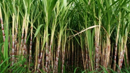 Valor da Produção Agropecuária de R$ 600 bilhões deve ser o segundo maior da história