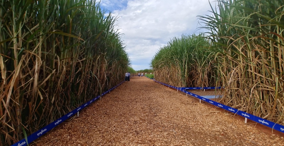 Capricho, nada mais é do que o uso das melhores ferramentas agronômicas disponíveis aliado ao conhecimento e gestão bem-feita