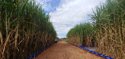 Capricho no manejo garante cana-soca mais produtiva por muitos cortes