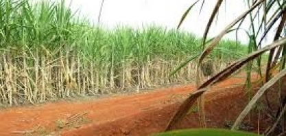 Agronegócio perde quase R$ 2 bilhões com soja e cana