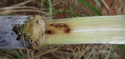 Broca-da-cana causa severos prejuízos no campo e na indústria. Mas há como reverter esse quadro