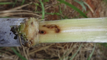 Broca-da-cana causa severos prejuízos no campo e na indústria. Mas há como reverter esse quadro