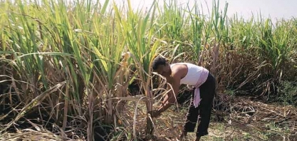 Índia teve junho mais seco em cinco anos; há temor por colheitas