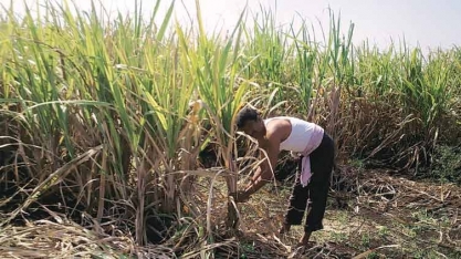 Índia teve junho mais seco em cinco anos; há temor por colheitas
