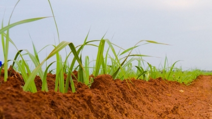 Geada atinge áreas de cana-de-açúcar em MS e usinas levantam impactos nas lavouras