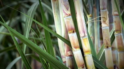 Safra da cana deve gerar cerca de 18 mil empregos no Norte Fluminense