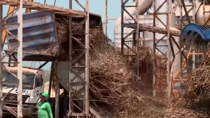 Produção de cana de açúcar do Piauí tem safra recorde pelo 2° ano consecutivo
