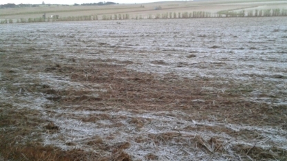 Moagem de cana do centro-sul cai abaixo de previsão; Unica cita perdas por geadas