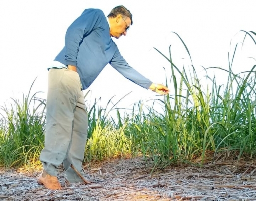O produtor Adhemar Pereira Alves confere a geada no canavial. Fotos de Elizabeth Almeida Alves, de Quirinópolis