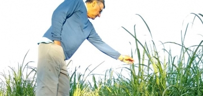 Produtores torcem para que geada não atrapalhe o desenvolvimento da cana