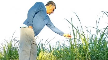 Produtores torcem para que geada não atrapalhe o desenvolvimento da cana