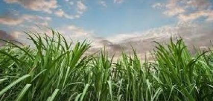 Prêmio VisãoAgro Centro-Sul 2019 será entregue hoje, em Piracicaba/SP