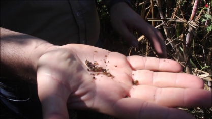 Ipomoea hederifolia quase “mata a cana” na Agropecuária Capuava
