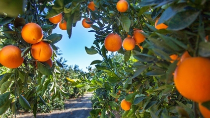 Inteligência artificial é aplicada para contar laranjas no pomar