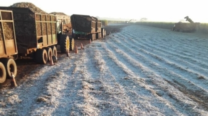 Geadas atingiram 5% da área de cana