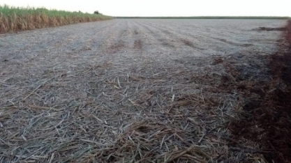 Lavouras de cana-de-açúcar no MS  foram atingidas por geada