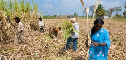 Índia pode oferecer mais subsídios para exportadores de açúcar
