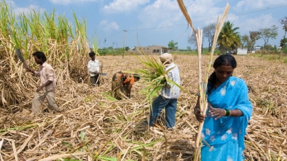 Índia pode oferecer mais subsídios para exportadores de açúcar