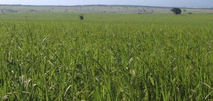 Variedades de cana RB ocupam sete milhões de hectares no Brasil