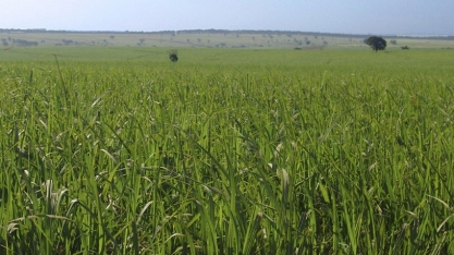 Variedades de cana RB ocupam sete milhões de hectares no Brasil