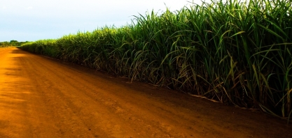 Safra 2019/2020: moagem da cana-de-açúcar em MS atinge 18,5 milhões de toneladas